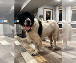 Small #2 Great Pyrenees-Irish Wolfhound Mix