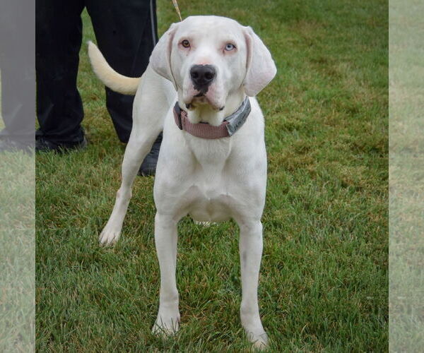 Medium Photo #4 Boxer-Unknown Mix Puppy For Sale in Huntley, IL, USA