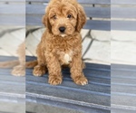 Small Photo #2 Goldendoodle Puppy For Sale in SAN DIEGO, CA, USA