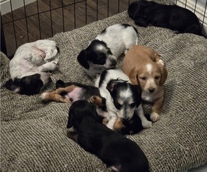 Dachshund Puppy for Sale in PASO ROBLES, California USA
