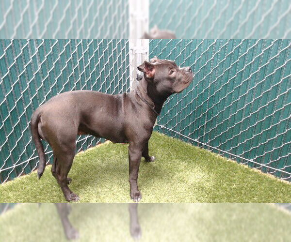 Medium Photo #1 Mutt Puppy For Sale in Downey, CA, USA