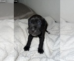 Small Photo #23 Cane Corso Puppy For Sale in TRACY, CA, USA