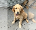 Small #2 Golden Retriever