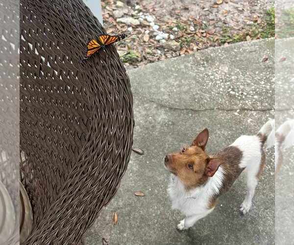 Medium Photo #4 Jack Russell Terrier-Unknown Mix Puppy For Sale in Tampa, FL, USA