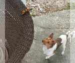 Small #3 Jack Russell Terrier Mix