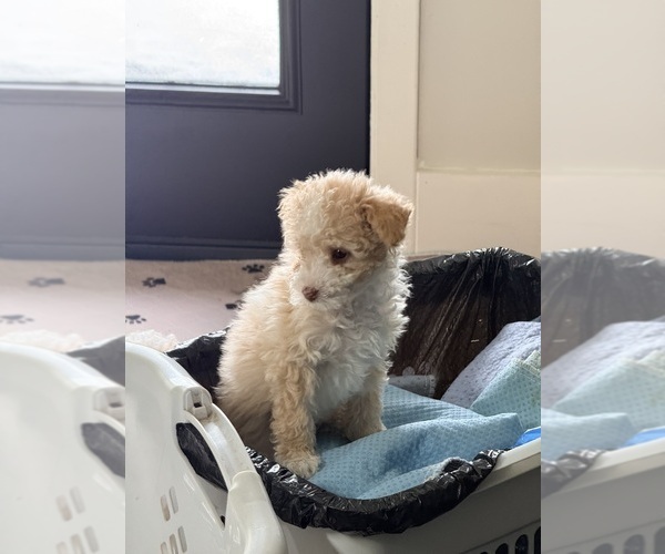 Medium Photo #4 Pom-A-Poo Puppy For Sale in OWINGS, MD, USA