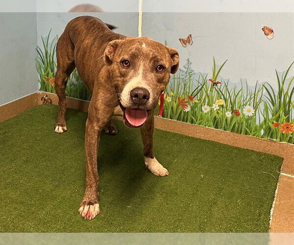 Medium Photo #1 Mutt Puppy For Sale in Downey, CA, USA