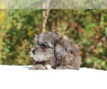 Small #42 ShihPoo