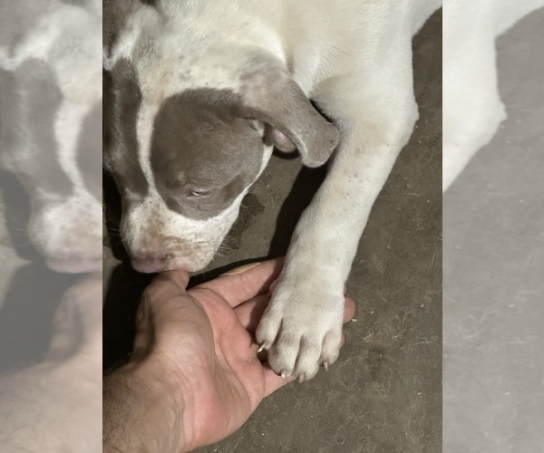 Medium Photo #2 American Bully Puppy For Sale in CHICO, CA, USA