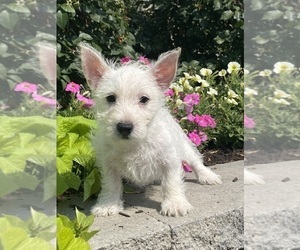 West Highland White Terrier Puppy for sale in CANOGA, NY, USA