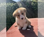 Small #3 Corgi-Aussie