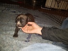 Small Photo #5 American Pit Bull Terrier Puppy For Sale in GRIFFIN, GA, USA