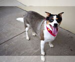Small #1 Mutt