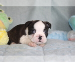 Small Photo #7 Boston Terrier Puppy For Sale in BROOKSVILLE, FL, USA