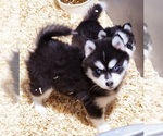 Small Photo #10 Pomsky Puppy For Sale in PUNTA GORDA, FL, USA