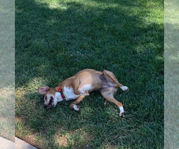 Medium Photo #2 Beagle Puppy For Sale in Las Vegas, NV, USA