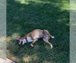 Small #1 Beagle