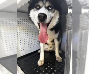 Siberian Husky Dogs for adoption in Palmetto, FL, USA