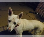 Small #8 Bull Terrier-Huskies  Mix