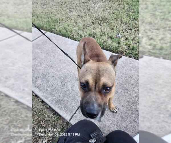 Medium Photo #1 Mutt Puppy For Sale in San Antonio, TX, USA