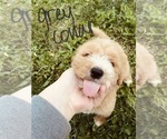 Small Photo #50 Goldendoodle Puppy For Sale in WEST PLAINS, MO, USA
