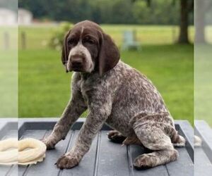 German Shorthaired Pointer Puppy for sale in PARADISE, PA, USA