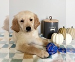 Small #5 Golden Retriever