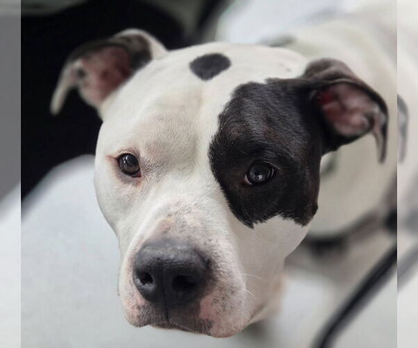 Medium Photo #2 American Bulldog Puppy For Sale in Hillsboro, NH, USA