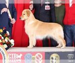 Small Photo #12 English Cream Golden Retriever Puppy For Sale in FORT MYERS, FL, USA