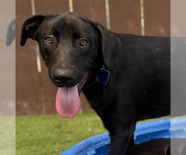 Medium Photo #2 Labrador Retriever-Unknown Mix Puppy For Sale in San Diego, CA, USA
