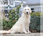 Small Photo #1 English Cream Golden Retriever Puppy For Sale in SYRACUSE, IN, USA