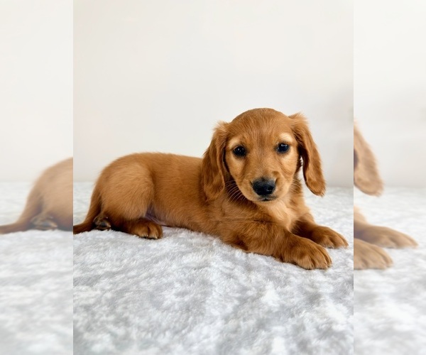 Medium Photo #5 Dachshund Puppy For Sale in GREENFIELD, IN, USA