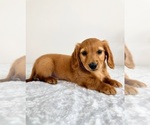Small #4 Dachshund