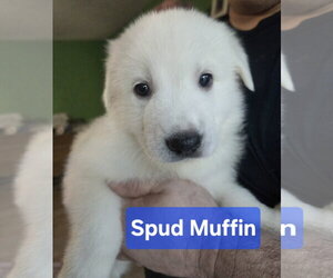 Great Pyrenees Dogs for adoption in Spring, TX, USA