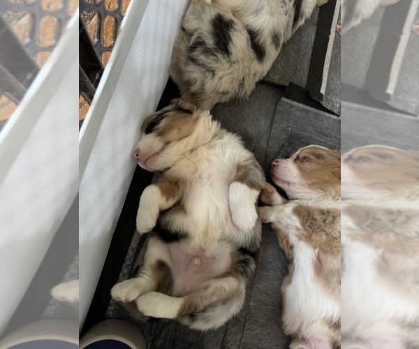 Medium Photo #4 Aussie-Corgi Puppy For Sale in ESPERANCE, NY, USA