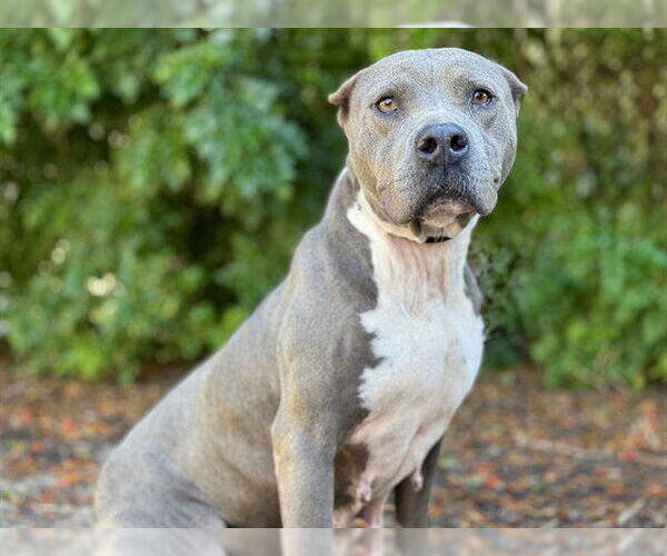 Medium Photo #1 American Pit Bull Terrier-Unknown Mix Puppy For Sale in Tavares, FL, USA