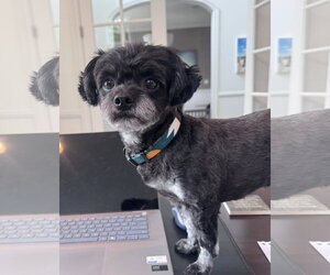 Shih Tzu-Unknown Mix Dogs for adoption in Bellevue, WA, USA