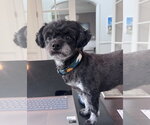 Small Shih Tzu Mix
