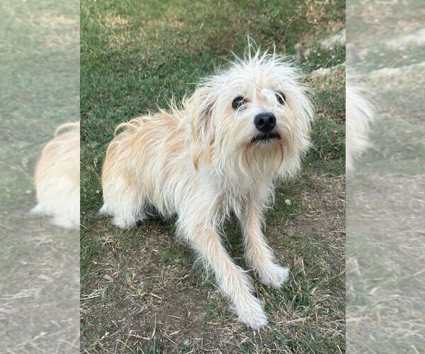 Medium Photo #3 Mutt Puppy For Sale in Canton, CT, USA