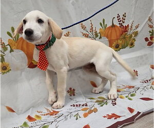 Jinx - Male Labbe Dog for Adoption - Photo #5