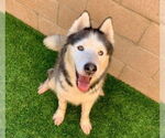 Small #1 Siberian Husky