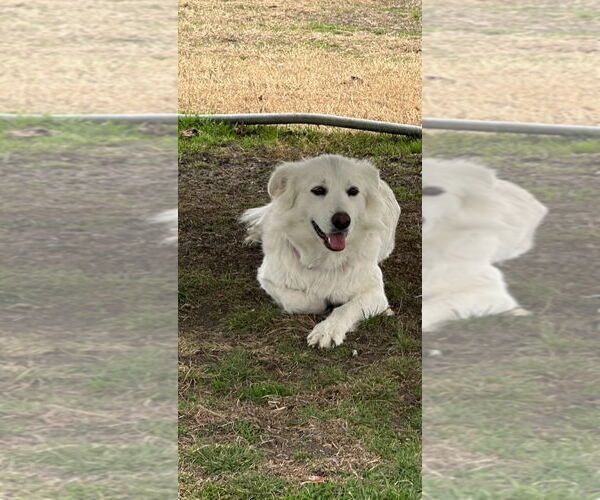 Medium Photo #2 Golden Pyrenees Puppy For Sale in Lillian, TX, USA