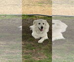 Small #1 Golden Pyrenees