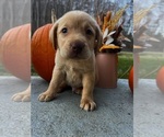 Small #2 Labrador Retriever
