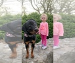 Small #19 Rottweiler