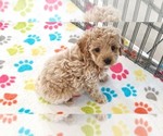 Small #3 Cavapoo (Miniature)-Poodle (Toy) Mix