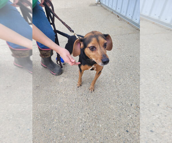 Medium Photo #1 Miniature Pinscher-Unknown Mix Puppy For Sale in Linton, IN, USA