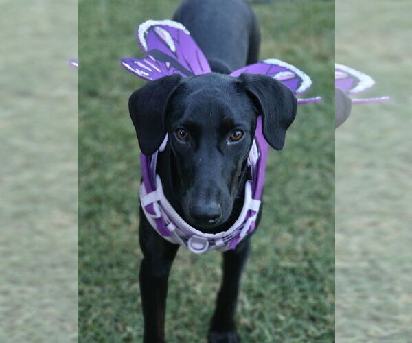 Medium Photo #7 Labrador Retriever-Unknown Mix Puppy For Sale in Fort Worth, TX, USA