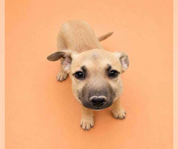 Medium Photo #2 German Shepherd Dog Puppy For Sale in HESPERIA, CA, USA