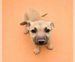 Small #1 German Shepherd Dog